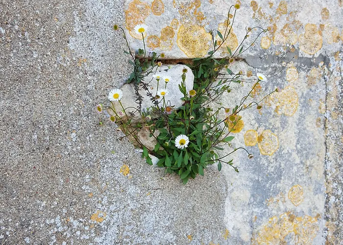 De France Saint-Savin (Vienne)